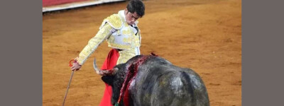 Лицам младше 16 лет запретят участвовать в боях быков в Испании