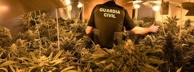 Почему плантации марихуаны распространяются на юге Испании