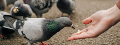 На Тенерифе женщину оштрафовали на 1500 евро за кормление голубей