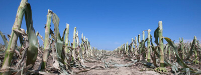 Засуха может привести к резкому росту цен на продукты питания в Испании