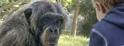 Испания одобряет новый закон, признающий животных «разумными существами»