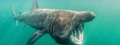 Гигантскую акулу выбросило на Канарские острова