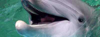 Как понаблюдать за китами и дельфинами на Тенерифе