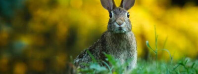 Гибридные кролики уничтожают сельскохозяйственные угодья в Испании