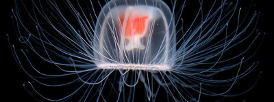 Испанские ученые нашли ключ к остановке старения с помощью бессмертной медузы
