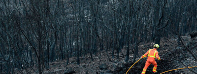 Добровольцы и дроны посадят деревья в пострадавших от лесных пожаров районах Испании