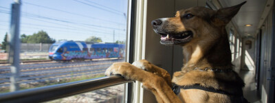В поездах Испании разрешат перевозить собак крупных пород в рамках пилотного проекта Renfe