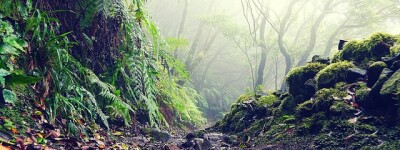 Реликтовый лес в парке Анага на Тенерифе