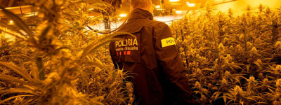 Испания стала основной страной, производящей и экспортирующей марихуану в Европу
