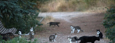 Испанские ученые объявили войну колониям диких кошек