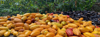 Ученые на юге Испании вырастили первый в Европе урожай какао