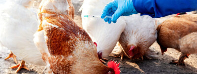 В Испании выявлен первый случай птичьего гриппа у людей