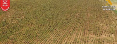 В Испании обнаружена крупнейшая в Европе ферма по выращиванию каннабиса