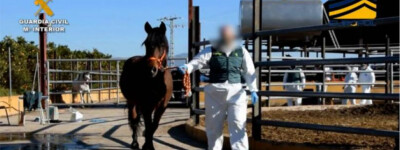 В Испании ликвидировали банду, торговавшую непригодной для употребления в пищу кониной