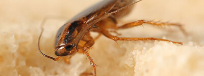 Тараканы-мутанты захватили испанские дома