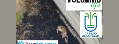 Пленных животных на Ла-Пальме поддерживают дроны