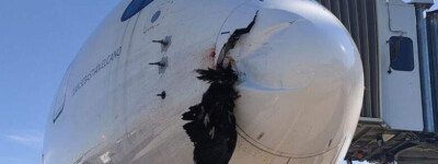 Стервятник врезался в самолет Iberia Airlines во время приземления в Испании