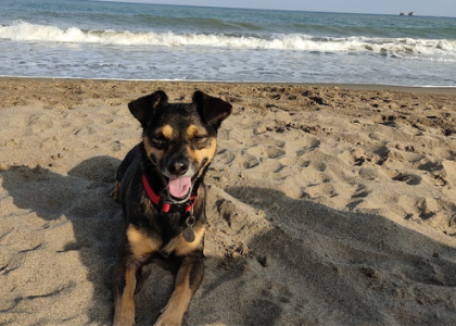 Собака на песке