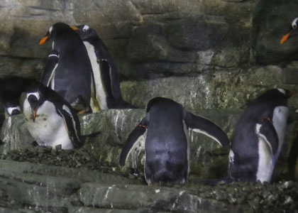 пингвины в парке океанографик