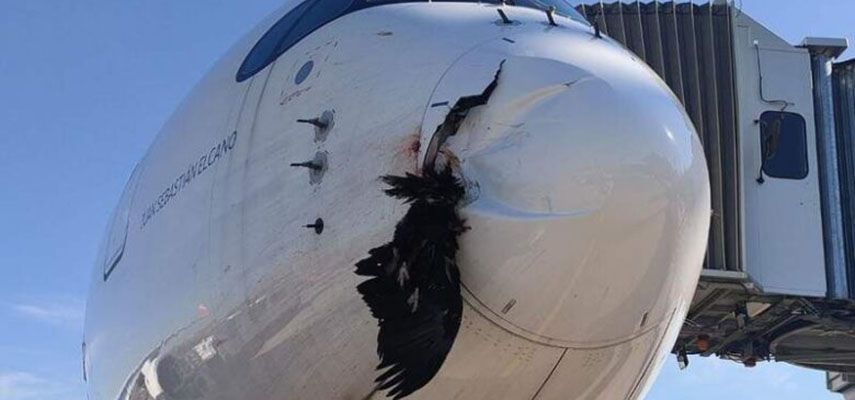 В Испании гриф врезался в самолет Iberia Airlines