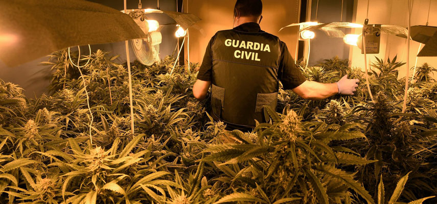 Плантации марихуаны в Испании