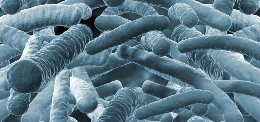 Опасные бактерии Listeria обнаружены в нескольких партиях козьего сыра из Малаги