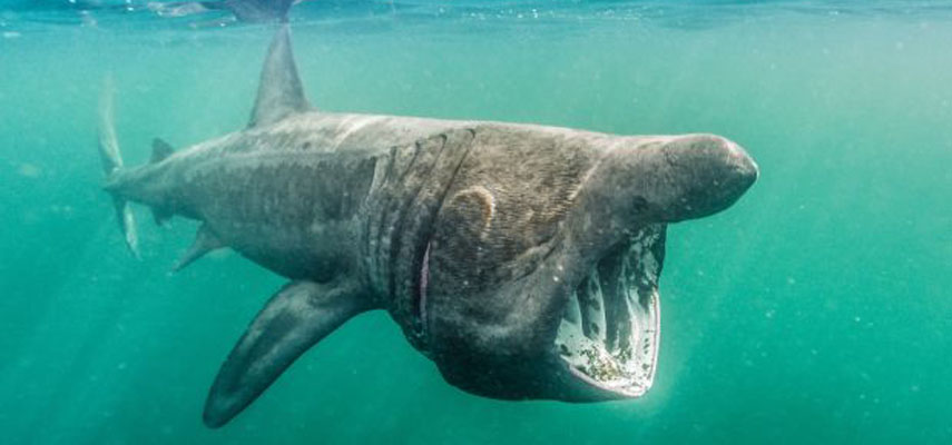 Тело огромной акулы прибило к берегу острова Лос-Лобос