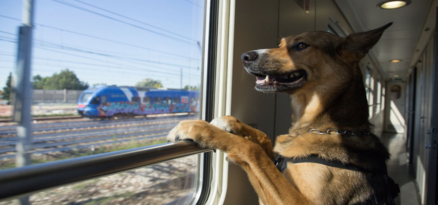 Renfe запускает пилотный проект, который позволит пассажирам перевозить крупных собак