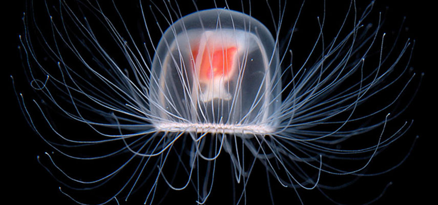 Ученые нашли ключи к остановке процесса старения благодаря изучению бессмертных медуз