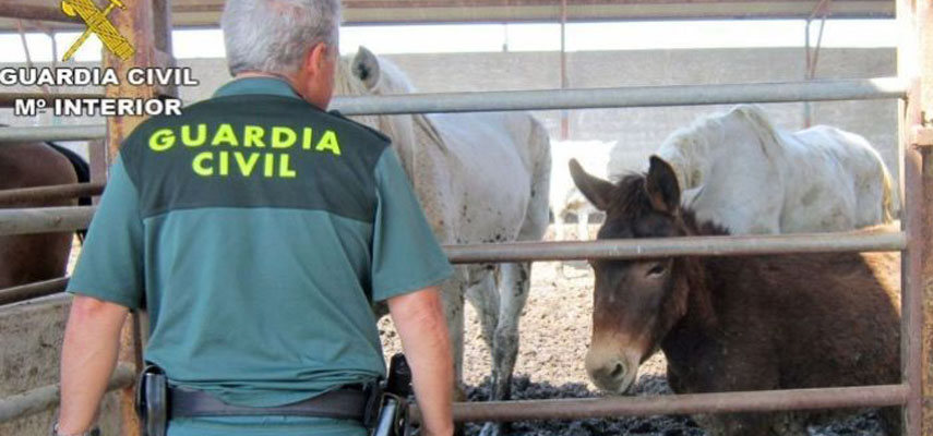 Полиция обнаружила «ферму ужасов», где живые лошади жили среди мертвых лошадей