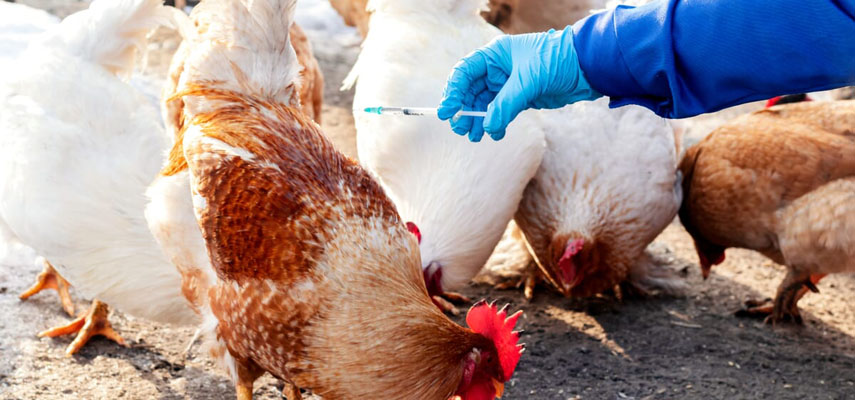 Работник птицефабрики в провинции Кастилия-Ла-Манча заразился птичьим гриппом