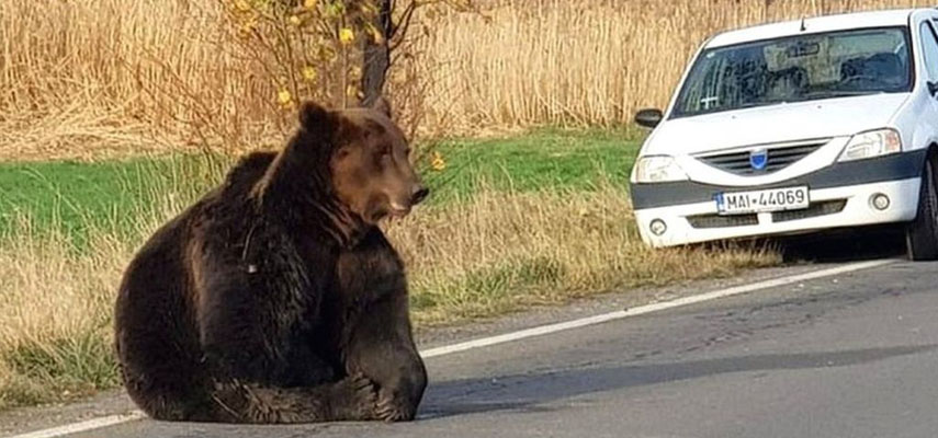 Полиции в Понферраде удалось отогнать медведя подальше от центра города