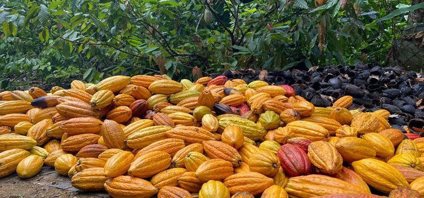 Группа ученых из Axarquía собрала первый в Европе большой урожай стручков какао