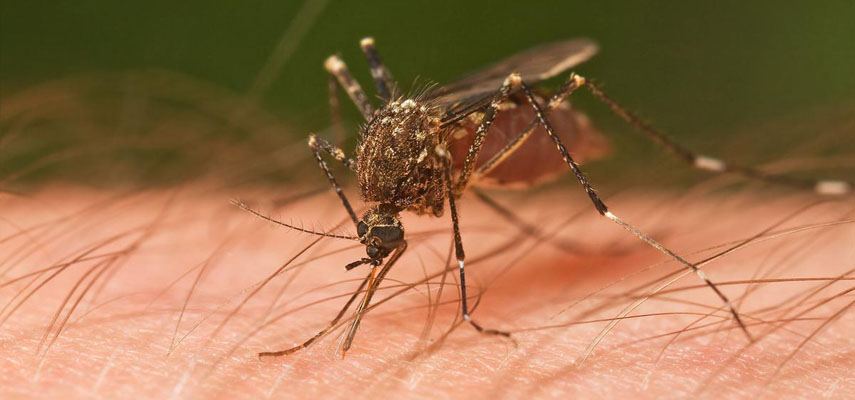 На Тенерифе обнаружен комар, который является переносчиком вируса Зика
