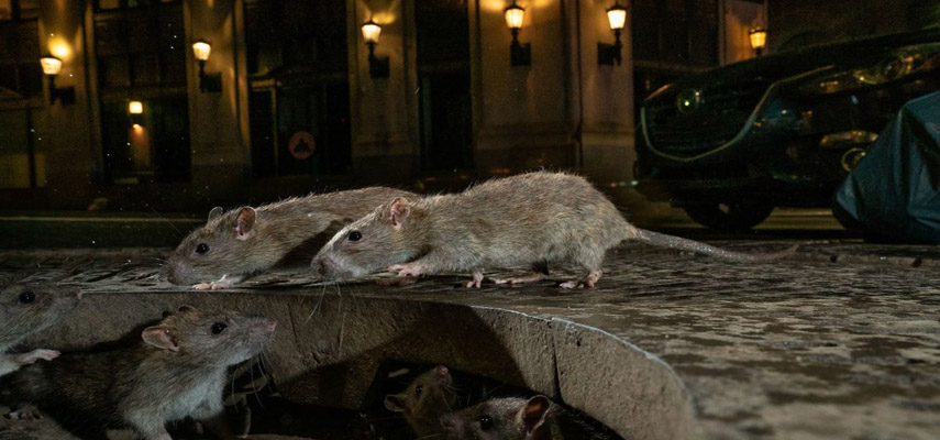 В Валенсии ученые обнаружили крыс, зараженных опасным для людей паразитом
