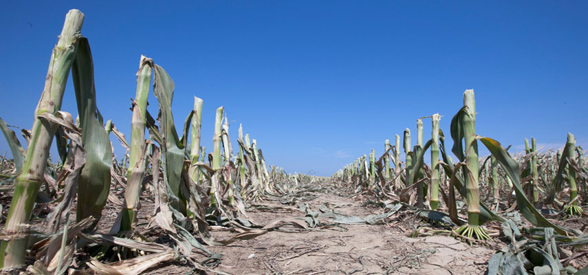 Правительство Испании предупреждает, засуха может повлиять на цены на продукты питания