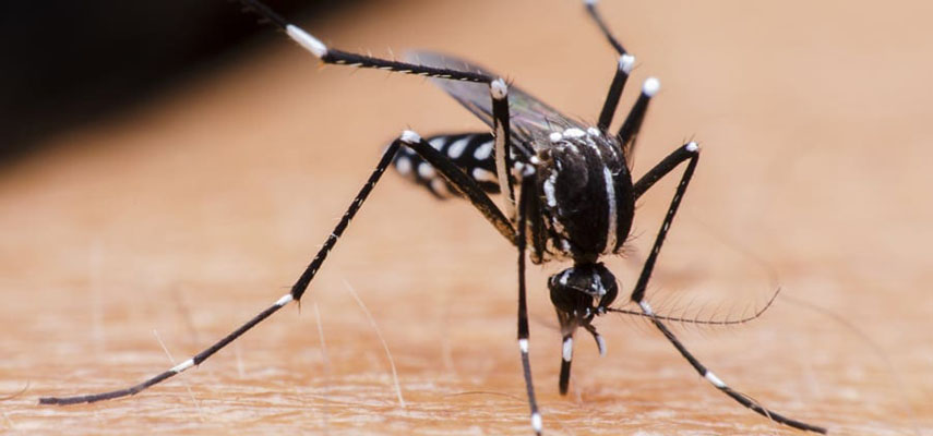 В борьбе с тигровым комаром в Валенсийском сообществе выпустят девять миллионов бесплодных самцов