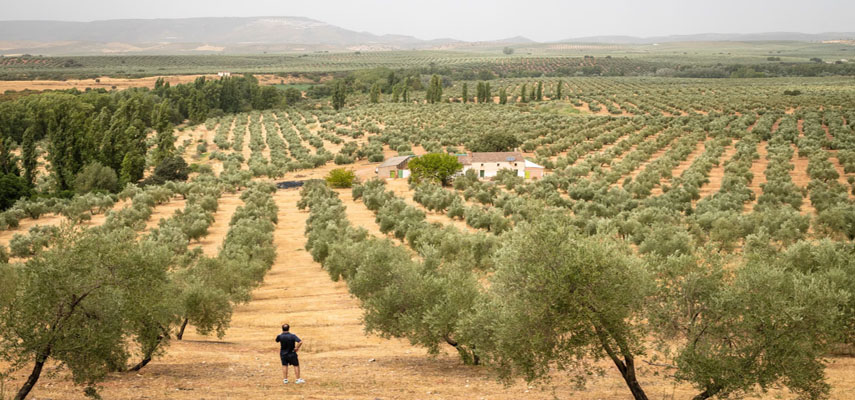 Из-за засухи в Испании могут подорожать многие продукты питания
