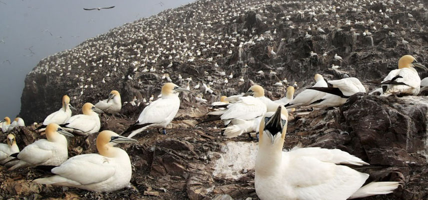 В Валенсийском сообществе среди водоплавающих птиц была обнаружена вспышка птичьего гриппа