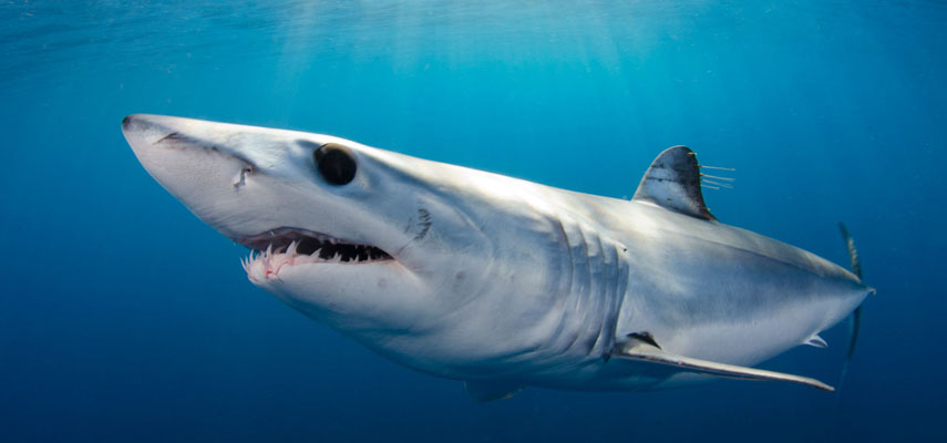Голубая акула укусила купальщика в море на пляже Айгуа-Бланка в городе Олива