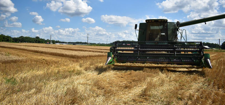 Урожай пшеницы этого года в Испании будет худшим в истории из-за засухи