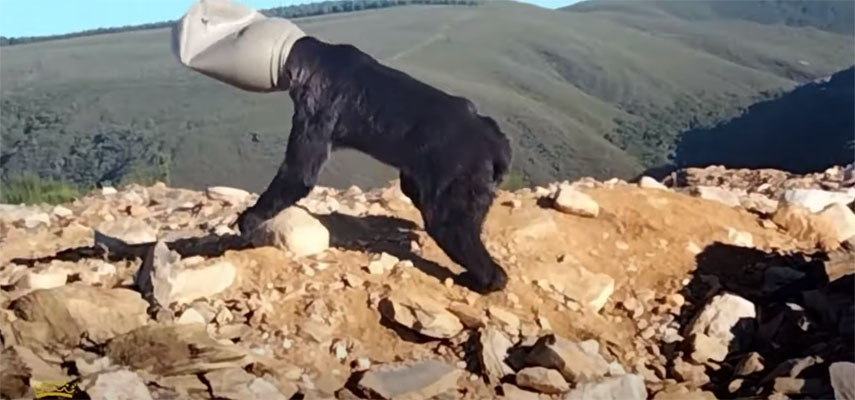 В провинции Леон спасли огромного медведя, голова животного застряла в пластиковой бочке