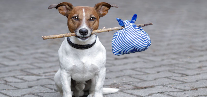 Владельцы собак могут быть оштрафованы на сумму до 50 000 евро за то, что не сообщили об их пропаже