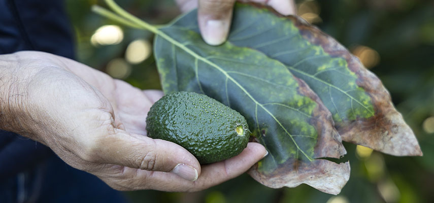 Большинство ферм в Аскарии, выращивающих авокадо и манго, несут огромные убытки из-за сильной засухи