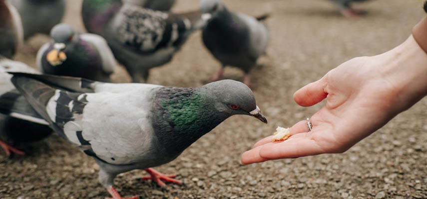 Женщине грозит штраф в 1500 евро за кормление голубей на Тенерифе